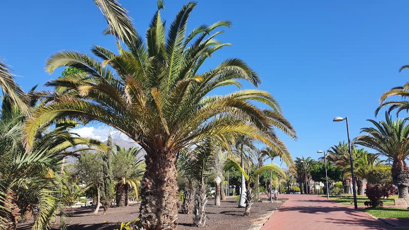 canary islands general news