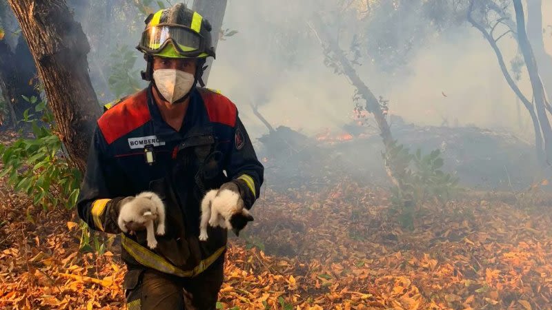 cats rescued fire tenerife canary islands 