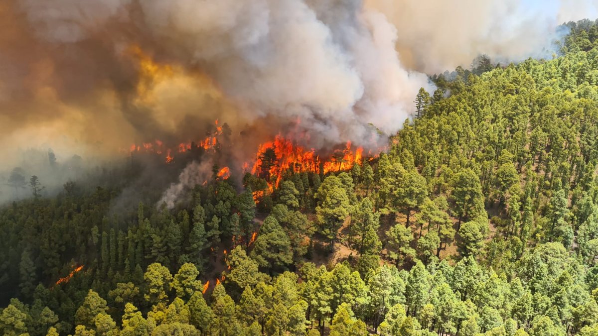 Tenerife Forest Fires