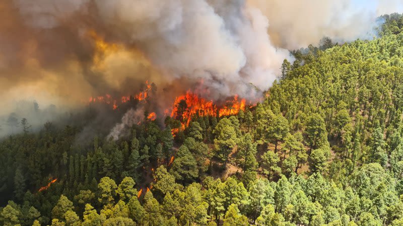 forest fire tenerife july 2022 los realejos