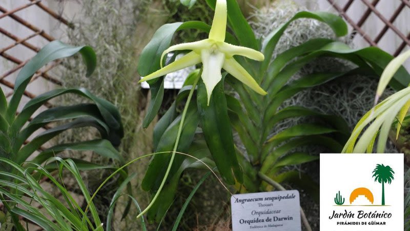 darwin orchid pyramides -guimar 