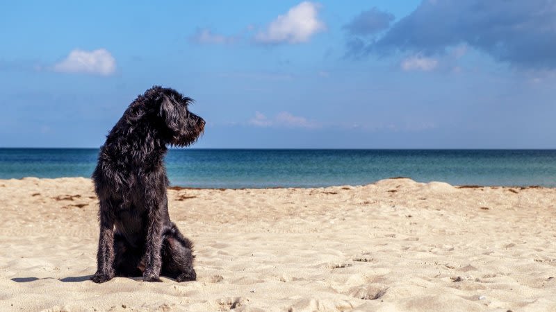 dog friendly beaches canary islands tenerife