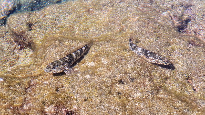 types of fish tenerife canary islands 