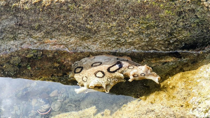 Sea slugs in the Canary Islands: Spotted sea hare (Aplysia dactylomela)