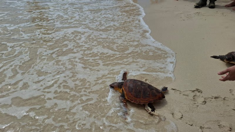 rescued turtles fuerteventura