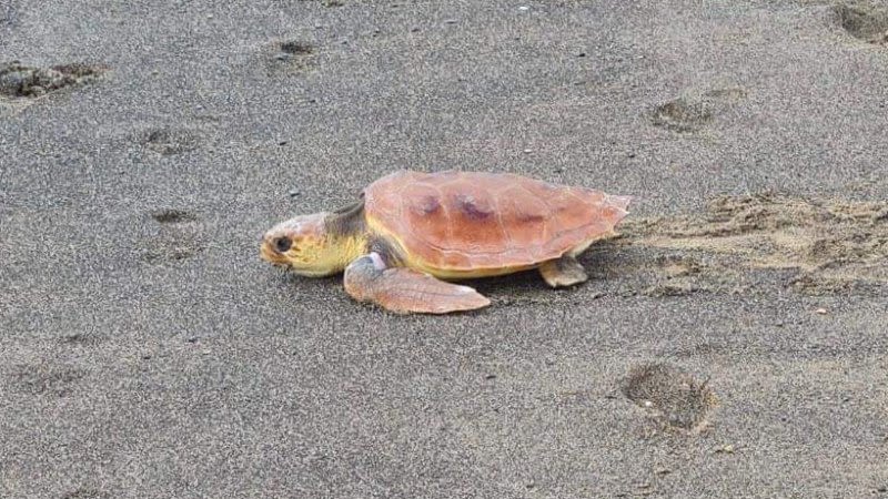 turtle nursery morro jable fuerteventura reopens