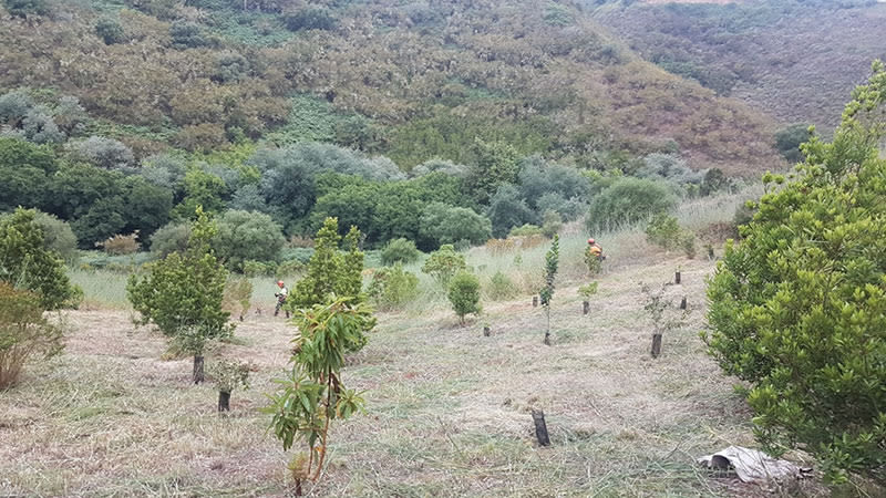 gran canaria  8000 laurel trees 