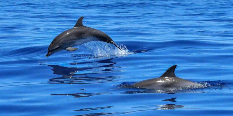 dolphin cruise gran canaria