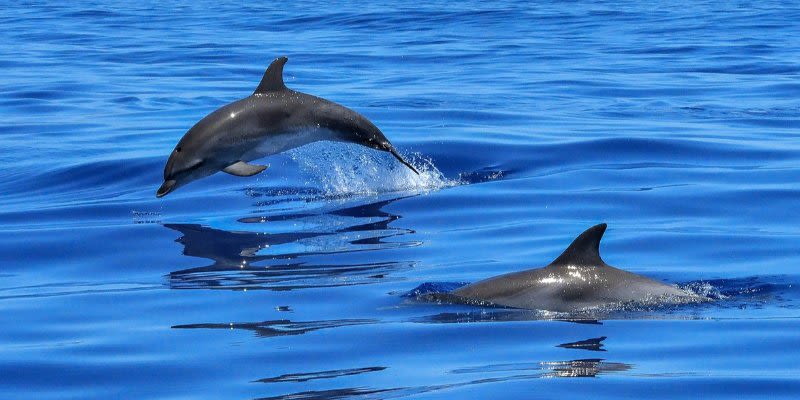  dolphin  cruise gran canaria