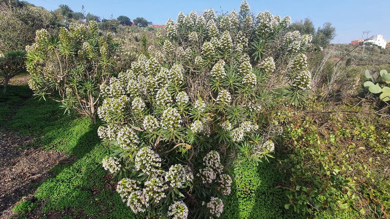 viper bugloss gran canaria endemic flower canary islands spain