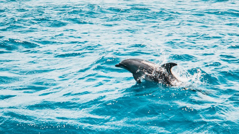 whale dolphin watching boat trip gran canaria