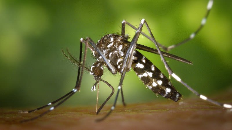 mosquito gran canaria 