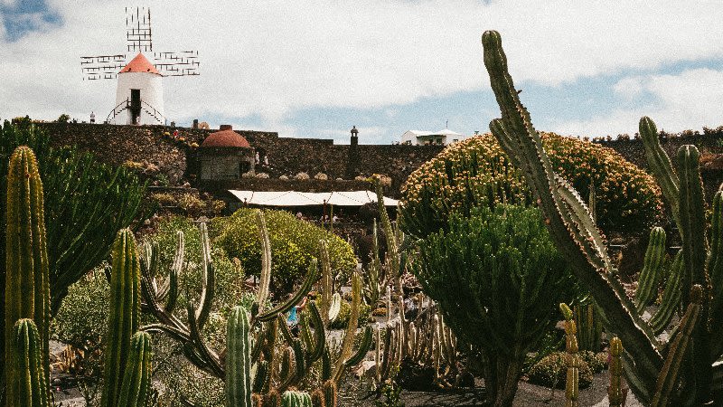 cacatus garden lanzarote