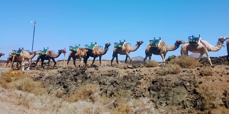 camel ride timanfaya national park lanzarote 
