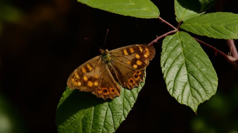 butterfly species tenerife 