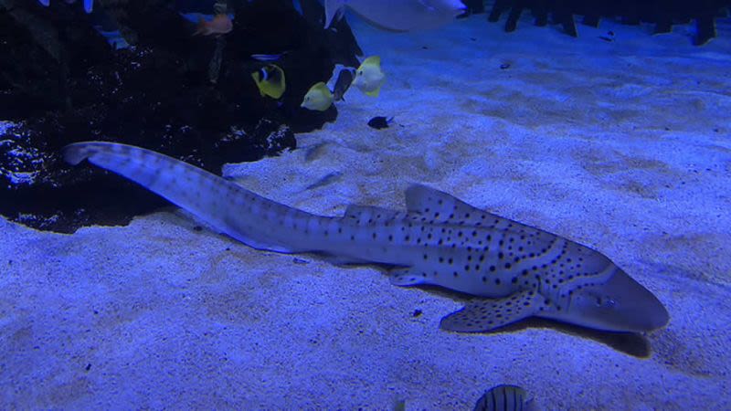 Zebra shark loro parque tenerife