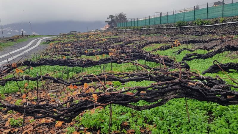 Vineyard tenerife