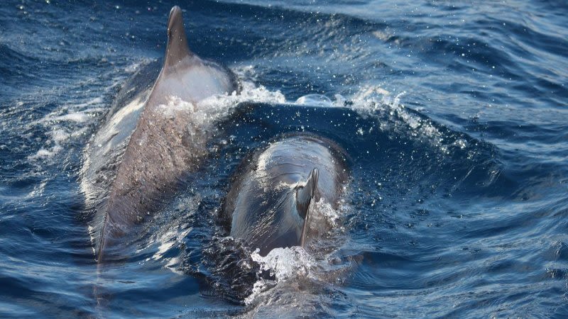 dolphins tenerife canary islands