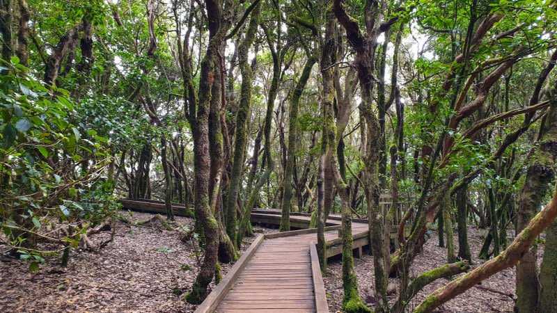 sendero de los sentidos tenerife