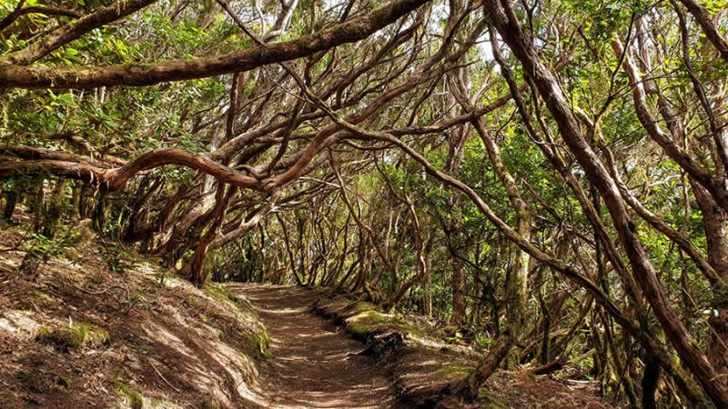 Enchanted forest hike ana tenerife