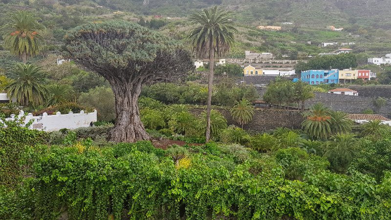 dragon tree icod de los vinos tenerife