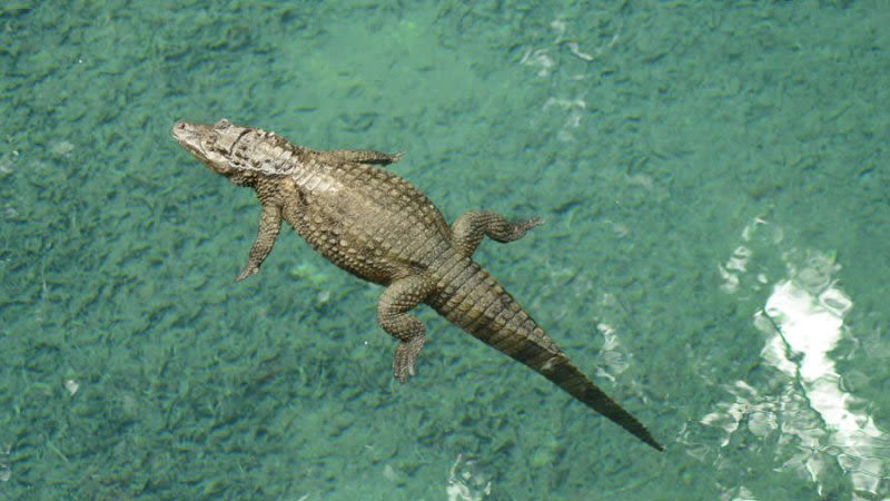 jungle park tenerife crocodile