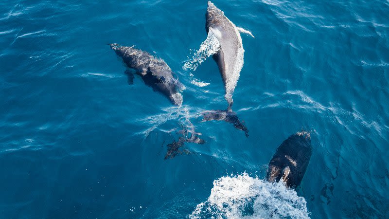 dolphin watching tenerife