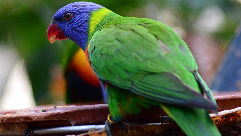 tenerife zoo loro park