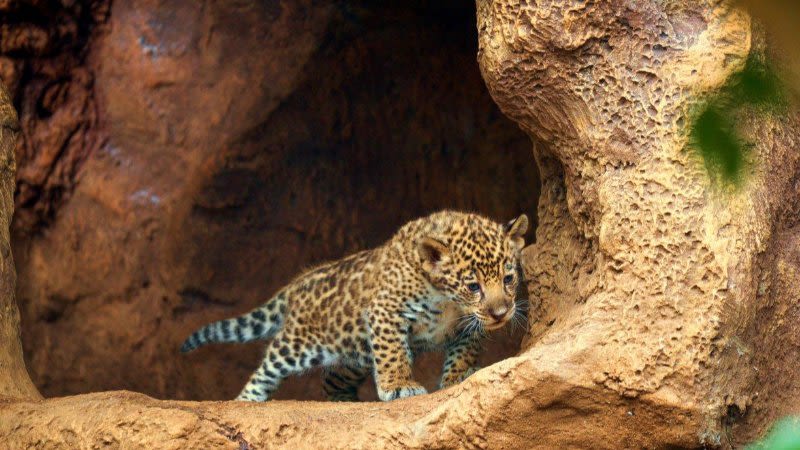 baby jaguar loro parque