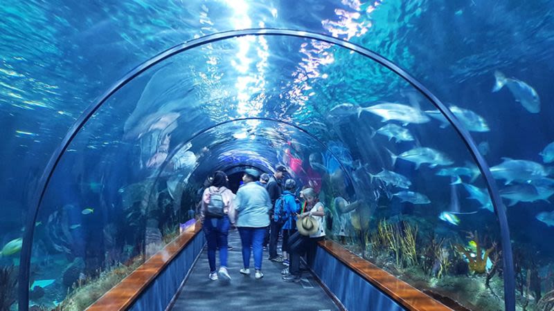 Shark tunnel loro parque tenerife