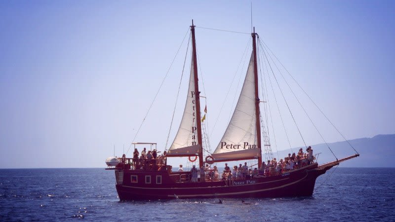 whale watching boat tour tenerife