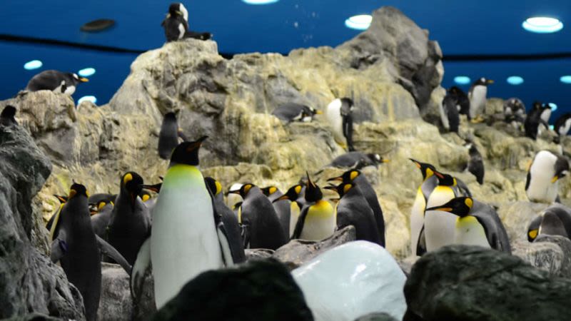 Penguin planet loro parque