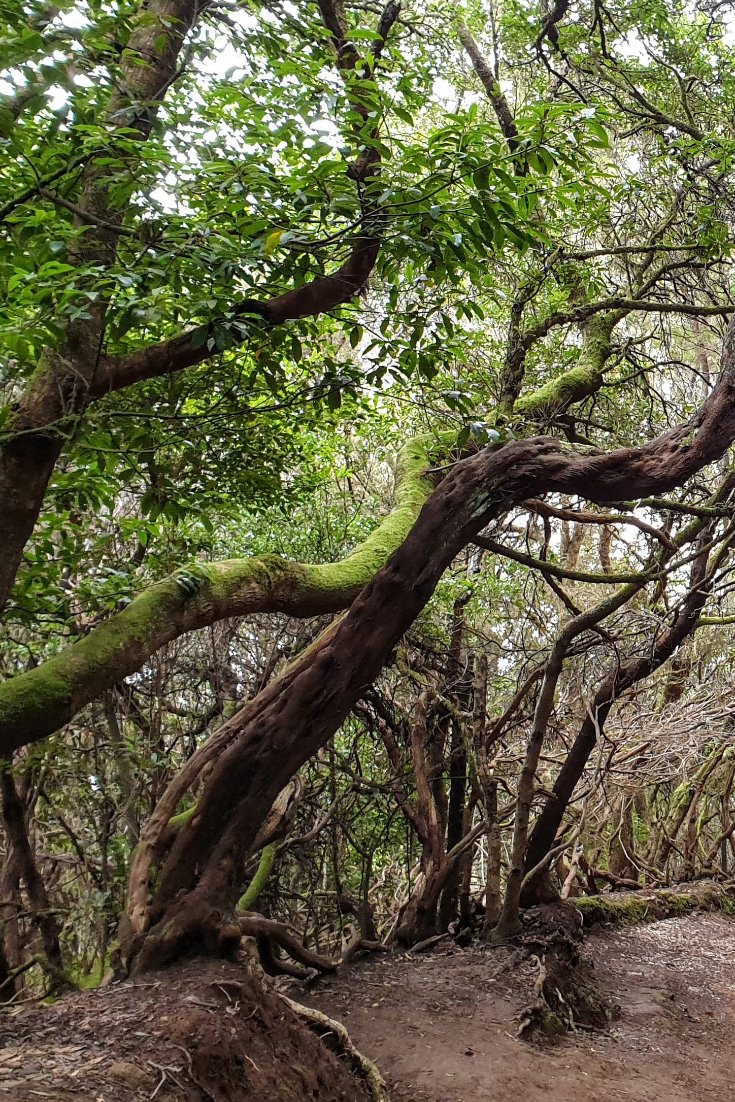 10 Best Things To Do in Tenerife North