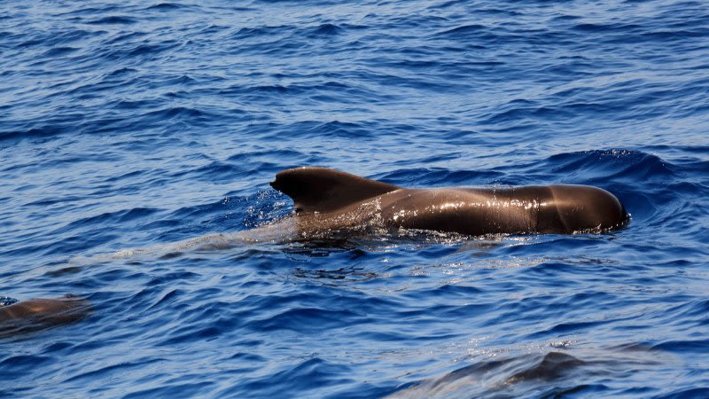 tenerife whale watching boat tours 