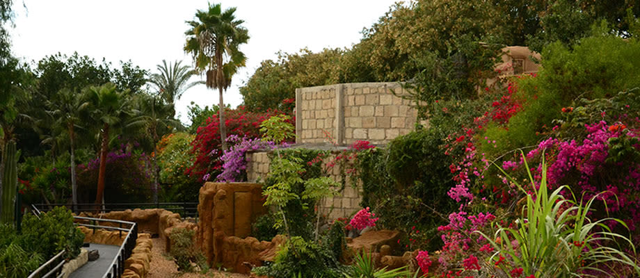 Jungle park garden tenerife