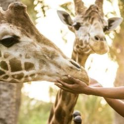 Oasis Wildlife Fuerteventura Entrance Tickets