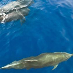 2.5-Hour Dolphin Watching Boat Tour Gran Canaria