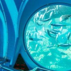 40-Minute Submarine Tour in Mogán