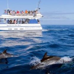 From Puerto Rico de Gran Canaria: Dolphin Watching Cruise