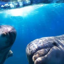 Gran Canaria: Dolphin and Whale Watching