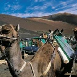 Lanzarote: Southern Island Tour for Cruise Passengers