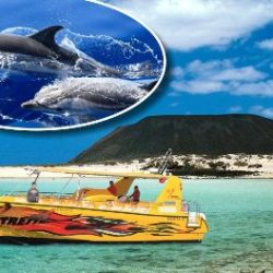 Lobos Island Half-Day Dolphin Watching Trip