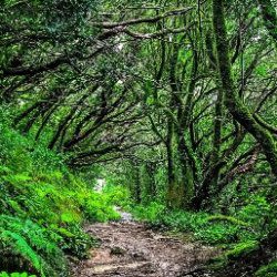 Anaga Rural Park Full-Day Guided Tour