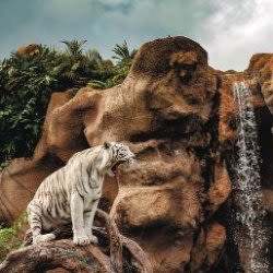 Loro Parque Entrance Ticket, Lunch & Premium Tour