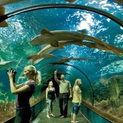 Loro Parque Skip-The-Line Ticket