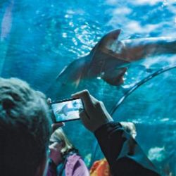 Loro Parque Ticket with Transfer from the South