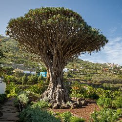Parque del Drago Entrance Ticket