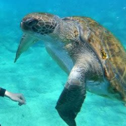 Scuba Dive for Beginners