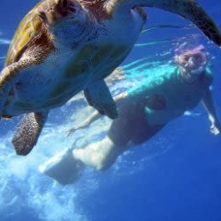 Snorkeling with Turtles & Kayaking with Dolphins