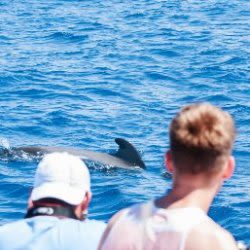 Tenerife: Whale Watching Tour